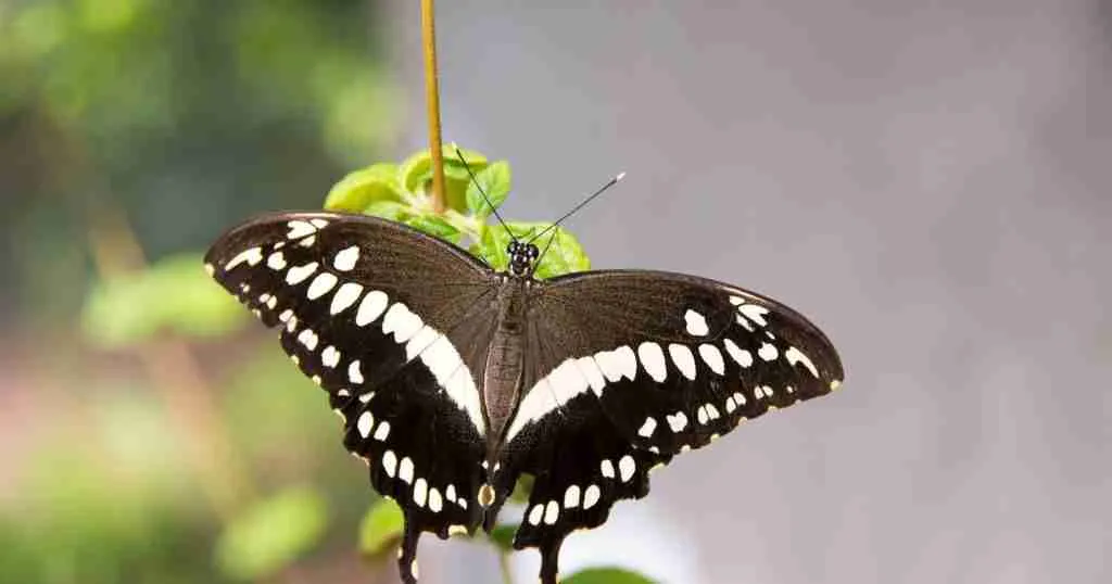 Butterfly-Wonderland-1024x538