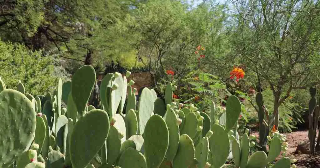 Desert-Botanical-Gardens-1024x538
