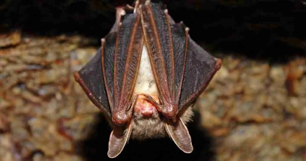 Phoenix-Bat-Cave-1024x538